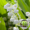 Lelietje-van-dalen - Set van 20 - Convallaria 'Majalis' - Bloembollen - Wit - Convallaria Majalis x20