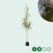 Treurwilg | Salix sepulcralis 'Chrysocoma' 10-14 cm 180-200 cm| Bomenbezorgd.nl