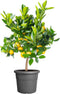 Elho Algarve Cilindro 30cm - Grote Bloempot voor Buiten - 100% Gerecycled Plastic - Antraciet