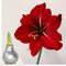 Plant in a Box - Amaryllis - Hippeastrum 'Glitter Silver' - Bloembol - Rode bloemen