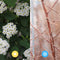 Hedge to Go - Spiraea vanhouttei Haag