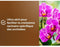 Orchideeëngrond - BRUIN GOUD - OBRTORC6U - 6L - Bevordert de groei