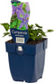 Campanula poscharskyana | 1 stuk | Bodembedekker | vermijd onkruid | grondbedekker | 11x11 cm Kwekerspot | Paars