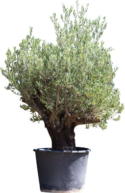 Olijfboom Verdial Olea europaea Verdial 210 cm