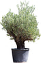 Olijfboom Verdial Olea europaea Verdial 210 cm