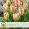 Plant in a Box - Tulipa Apricot Parrot - Tulpenbollen x21 - Bloembollen voor Tuin, Terras, Balkon