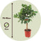 Plant in a Box - Ficus Carica - Fruitboom - Winterharde Vijgenboom - Pot 21cm - Hoogte 70-90cm