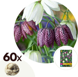 Plant in a Box - Fritillaria Meleagris - x60 - Kievitsbloem - Bloembollen voor Tuin, Terras of Balkon
