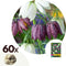 Plant in a Box - Fritillaria Meleagris - x60 - Kievitsbloem - Bloembollen voor Tuin, Terras of Balkon