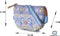 Oilily-City Schoudertas Riviera-Dames