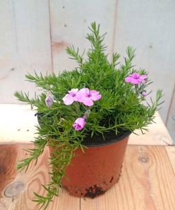 3 stuks! Kruipphlox vlambloem roze