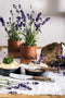 Laguiole Style de Vie Botermessen Luxury Line - 4-delig - Olijfhout