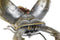 Decoratieve figuren Home ESPRIT Grijs Multicolour Kevers 22 x 14 x 11 cm