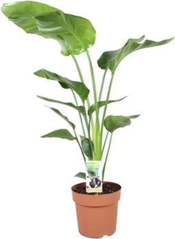 Goed & Groen - Strelitzia Nicolai - ↨ 80cm - Potmaat 21 - Exclusieve Kwaliteit Planten - Kamer Plant - Kamerplanten - Sfeer - Interieur