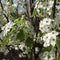 Sierpeer leiboom 220 cm | Pyrus call. 'Chanticleer' 14-18 cm 220 cm| Bomenbezorgd.nl
