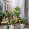 Plant in a Box - Oersterke Kamerplanten Mix - Set van 4 - Kamerplant - Easy care planten - Pot 12cm - Hoogte 25-40cm