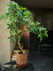 Silk-ka Kunstplant Zijde Groen 150 cm