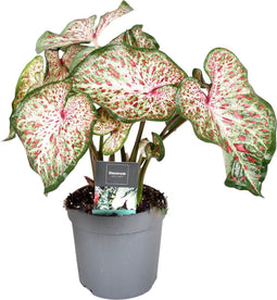 Caladium Gingerland 'Angel Wings' - Tropische kamerplant - Pot 12cm - Hoogte 25-40cm