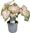Caladium Gingerland 'Angel Wings' - Tropische kamerplant - Pot 12cm - Hoogte 25-40cm