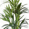Kentia Palm – ↨ 110cm – ⌀ 21cm