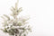 Kerstboom Picea sneeuw ↨ 75cm - hoge kwaliteit planten