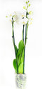 Phalaenopsis Wit – ↨ 60cm – ⌀ 12cm