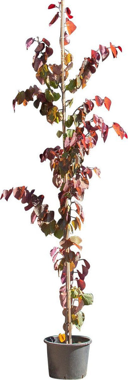 2 stuks! Judasboom Forest Pansy laagstam Cercis canadensis Forest P...