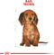 Royal Canin Dachshund/Teckel Junior 1.5 KG