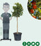 Sinaasappelboom Citrus sinensis h 150 cm st. omtrek 14cm