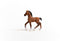 schleich HORSE CLUB - Oldenburger veulen - 13947