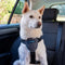 Hondentuigje Company of Animals CarSafe Zwart Maat M