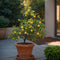 Plant in a Box - Medi Mix - Set van 4 - Mediterrane Fruitbomen - Pot 9cm - Hoogte 25-40cm