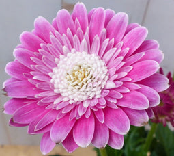 Patio Gerbera roze in grote pot