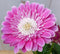 Patio Gerbera roze in grote pot