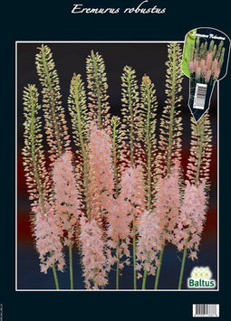 Eremurus Robustus (Steeketiket)