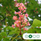 Rode paardenkastanje | Aesculus c. 'Briotii' 6-10 cm | Bomenbezorgd.nl