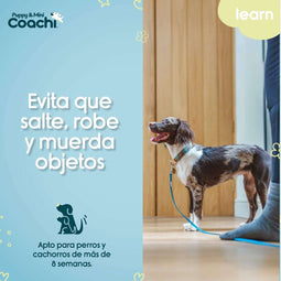 Hondentuigje Coachi