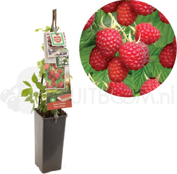 Framboos Rubus idaeus Glen Ample - Rode zomerframboos