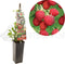 Framboos Rubus idaeus Glen Ample - Rode zomerframboos