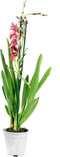 Duo Cambria Nelly Isler – ↨ 60cm – ⌀ 12cm