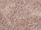 CIDE - Shaggy vloerkleed - Beige - 80 x 150 cm - Polyester