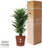 Dracaena Janet Lind in Elho® Greenville pot