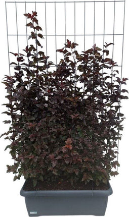 Hedge to Go - Physocarpus opulif. Lady in Red Haag