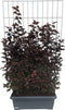 Hedge to Go - Physocarpus opulif. Lady in Red Haag