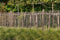 Tuindeco - Kastanjepaal dia. 8-10x175 cm Tuindeco