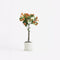Plant in a Box - Rosa Palace 'Catherine' - Stamroos XL - Kleine boom - Oranje - Potmaat 19 cm - Hoogte 80-100 cm