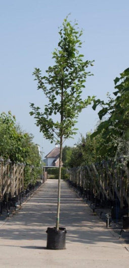 Gewone els | Alnus glutinosa | Bomenbezorgd.nl