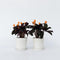 Plant in a Box - Calathea Crocata - Luchtzuiverend - Set van 2 kamerplanten - Pot 14cm - Hoogte 40-50cm