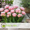 Plant in a Box - Tulipa Dreamer - Tulpenbollen x10 - Bloembollen voor Tuin, Terras of Balkon