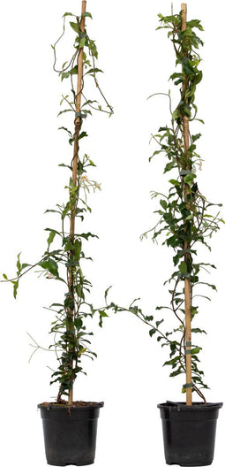 Plant in a Box - Trachelospermum jasminoides 'Pink Showers' - Set van 2 - Jasmijn XL - Winterharde klimplant - Pot 17cm - Hoogte 110-120cm